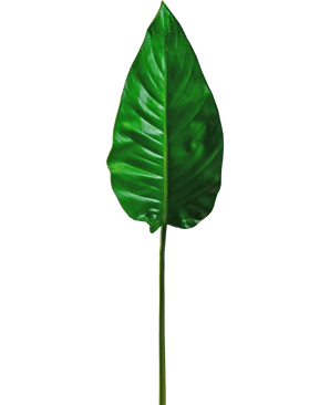 Ein einzelnes künstliches Blatt Alocasia, 76 cm, künstliches Blatt, leuchtend grün mit markanten Adern und einer glatten Oberfläche, befestigt an einem langen, dünnen Stiel, vor einem schlichten weißen Hintergrund.