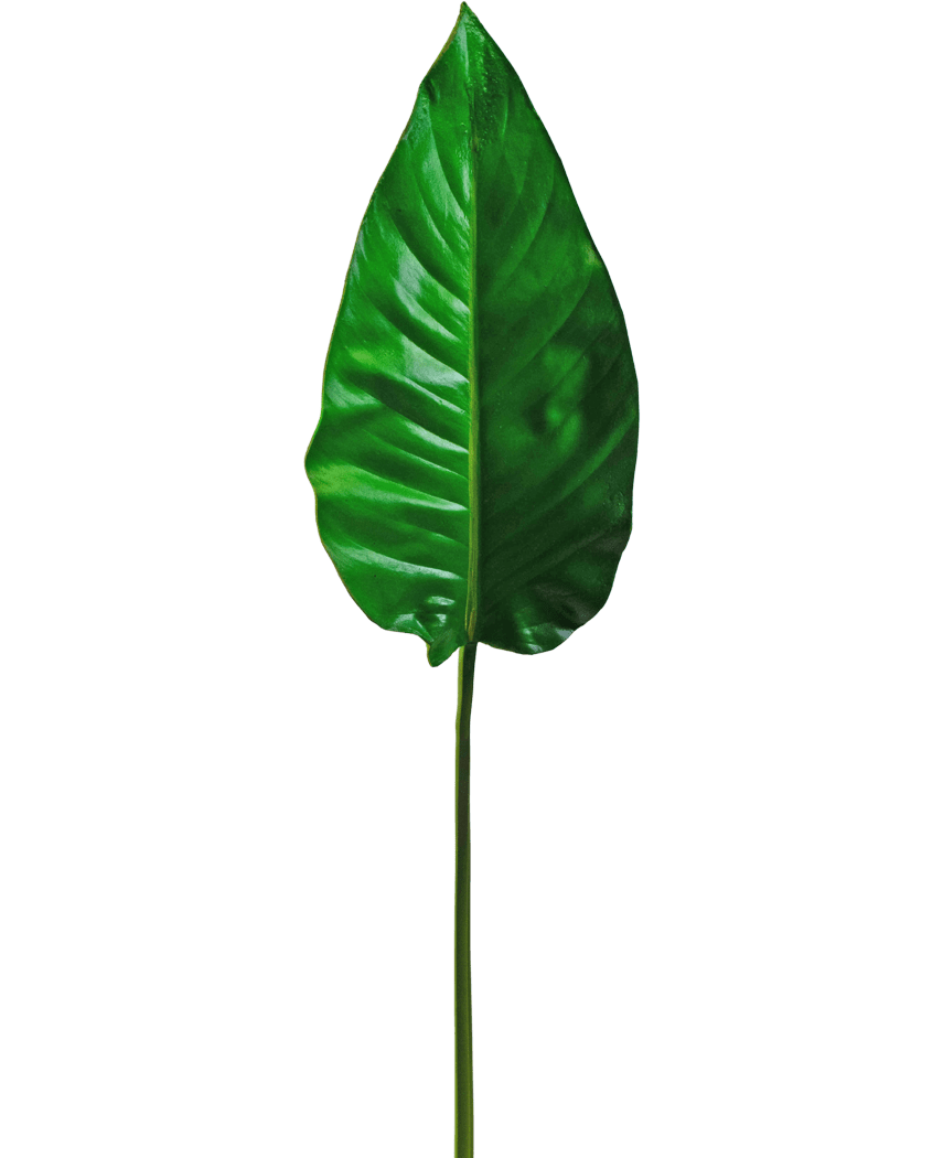 Ein einzelnes künstliches Blatt Alocasia, 76 cm, künstliches Blatt, leuchtend grün mit markanten Adern und einer glatten Oberfläche, befestigt an einem langen, dünnen Stiel, vor einem schlichten weißen Hintergrund.
