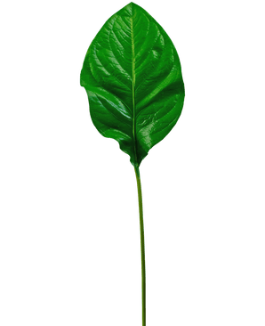 Das künstliche grüne Blatt 90 cm ist ein einzelnes, glänzend grünes künstliches Blatt mit markanten Adern und einem langen, schlanken Stiel, isoliert auf einem weißen Hintergrund dargestellt.