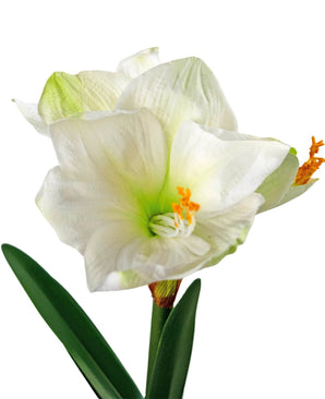De Kunstbloem Amaryllis Real Touch wit 48 cm heeft twee witte amaryllisbloemen met een lichtgroen hart, oranje meeldraden en groene bladeren tegen een witte achtergrond.
