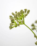Nahaufnahme des 60 cm großen feuerfesten Kunstrasen-Lauchblumen-Zwiebelgrastopfs mit grünem Stiel und Büscheln kleiner hellgrüner Blüten vor einem schlichten weißen Hintergrund, wobei der Fokus auf dem oberen Teil liegt, um die zarten Details hervorzuheben.