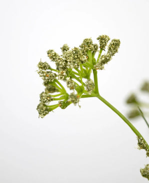 Nahaufnahme des 60 cm großen feuerfesten Kunstrasen-Lauchblumen-Zwiebelgrastopfs mit grünem Stiel und Büscheln kleiner hellgrüner Blüten vor einem schlichten weißen Hintergrund, wobei der Fokus auf dem oberen Teil liegt, um die zarten Details hervorzuheben.