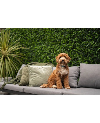 Ein kleiner, lockiger braun-weißer Hund sitzt auf einem grauen Outdoor-Sofa mit grünen und grauen Kissen, vor einem üppigen künstlichen Heckenmatten-Mix 50x50 cm und einer Topfpflanze.