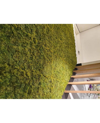 Ein luxuriöser Innenraum mit einer vertikalen grünen Wand aus Kunsthaag Nordic Moss 50x50 cm UV, üppig neben einer modernen Holzfalle. Das schräge Bild hebt den reichen Text des Mooses und einen Teil einer Tür darüber hervor.