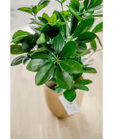Eine Nahaufnahme der Kunstpflanze Baby Schefflera UV 45 cm mit breiten, glänzenden Blättern in einem beigen Topf mit weißem Etikett, ausgestellt auf einer hellen Holzoberfläche.