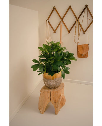 Eine künstliche Pflanze Baby Schefflera UV 45 cm steht auf einem rustikalen Holzhocker in einem minimalistischen Raum. Dahinter hängt ein Wandregal aus Holz mit zwei Leinentaschen und einer kleinen braunen Ledertasche.
