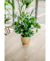 Die Kunstpflanze Baby Schefflera UV 45 cm mit ihren breiten grünen Blättern steht in einem Topf auf einem hellen Holztisch im Innenbereich, durchflutet vom natürlichen Licht großer Fenster und umgeben von anderen üppigen Pflanzen.