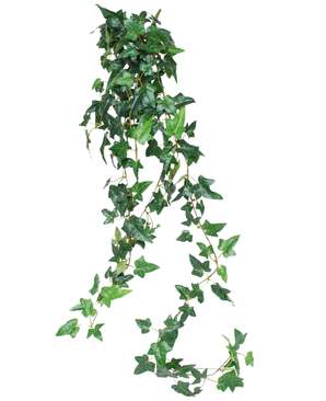 Die künstliche Hängepflanze Ivy Boston ist eine 120 cm lange grüne Kletterpflanze mit glänzenden Efeublättern, die sich perfekt als Grün für einen weißen Hintergrund eignet.
