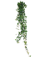Die künstliche Hängepflanze Ivy Boston 180 cm grün hat lange, hängende herzförmige Blätter in Grün, die sich wunderschön von einem weißen Hintergrund abheben.