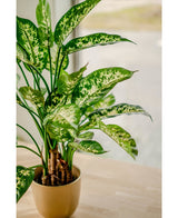 Die Kunstpflanze Dieffenbachia UV 75 cm mit farbenfrohen weißen und hellgrünen Blättern steht in einem stilvollen Pflanzgefäß auf einem hellen Holztisch am Fenster und ist in sanftes natürliches Licht getaucht.
