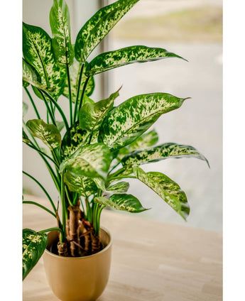 Die Kunstpflanze Dieffenbachia UV 75 cm mit farbenfrohen weißen und hellgrünen Blättern steht in einem stilvollen Pflanzgefäß auf einem hellen Holztisch am Fenster und ist in sanftes natürliches Licht getaucht.
