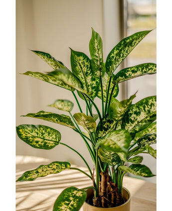 Die Kunstpflanze Dieffenbachia UV 75 cm, mit grünen Blättern mit hellgelben und weißen Mustern, wird in dekorativen Töpfen auf einem sonnendurchfluteten Tisch am Fenster platziert.