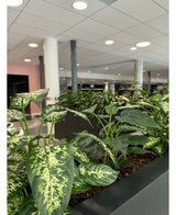 Eine Nahaufnahme der Kunstpflanze Dieffenbachia UV 75 cm in modernen Töpfen, platziert in einem Büroraum mit weißen Säulen, Deckenbeleuchtung und einer hellen Decke im Hintergrund.