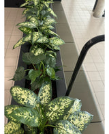 Eine Kunstpflanze Dieffenbachia UV 75 cm mit bunten grünen Blättern steht in stilvollen Dekotöpfen neben einem Fliesenboden und einem Sofa in einem hellen Innenraum.
