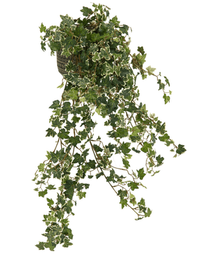 Der künstliche Efeu Deluxe Rich Green-White 90 cm hat lange, herabhängende Stängel und üppig grüne Blätter mit weißen Rändern, die anmutig in Kaskaden fallen und für ein natürliches Aussehen vor jedem Hintergrund sorgen.