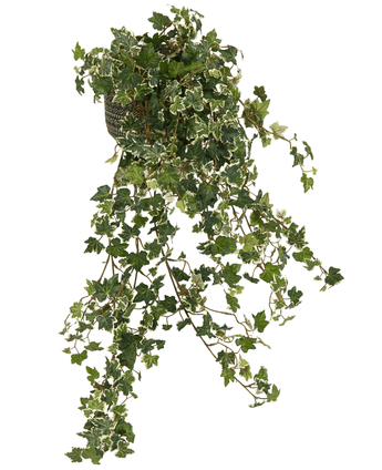 Der künstliche Efeu Deluxe Rich Green-White 90 cm hat lange, herabhängende Stängel und üppig grüne Blätter mit weißen Rändern, die anmutig in Kaskaden fallen und für ein natürliches Aussehen vor jedem Hintergrund sorgen.