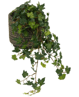 Der künstliche Efeu Deluxe Green 60 cm besteht aus üppig grünen, glänzenden, gelappten Efeublättern, die über einen dekorativ gemusterten Topf vor einem weißen Hintergrund fallen.
