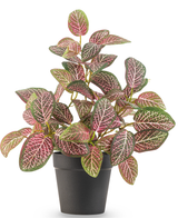 Die Kunstpflanze Fittonia Red im Topf 25 cm hat ovale grüne und rosa Blätter mit auffälligen weißen Adern, präsentiert in einem schlichten schwarzen Blumentopf vor weißem Hintergrund.