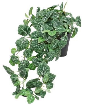 Die künstliche hängende Fittonia grün-weiß im Topf 70 cm UV ist eine Hängepflanze im Topf mit sattgrünen Blättern und auffälligen weißen Adern. Die Stiele hängen über den Rand eines schwarzen Topfes und verleihen Ihrem Interieur einen wunderschönen Kaskadeneffekt.
