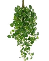 Eine künstliche Hängepflanze Pumila von 50 cm mit grünen Blättern mit cremeweißem Rand, die vor einem weißen Hintergrund herabhängen.
