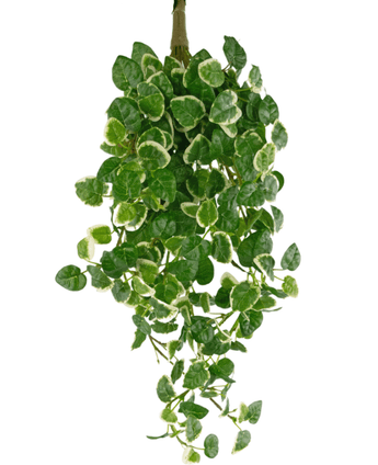 Eine künstliche Hängepflanze Pumila von 50 cm mit grünen Blättern mit cremeweißem Rand, die vor einem weißen Hintergrund herabhängen.