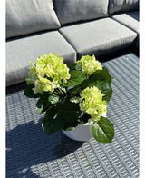 Die künstliche Hortensie Green UV 35 cm mit hellgrünen Blüten steht auf einem grauen Korbtisch im Freien vor einem grauen Sofa mit Kissen. Sonnenlicht beleuchtet die künstliche Pflanze und wirft Schatten auf den Tisch.