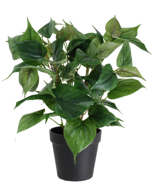Die Kunstpflanze Philodendron im Topf 35 cm besteht aus einer grünen Zimmerpflanze mit herzförmigen Blättern in einem schlichten schwarzen Kunststofftopf, isoliert auf weißem Hintergrund.