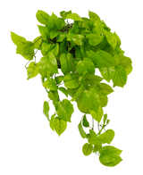 Der künstliche Pothos-Strauch Deluxe 90 cm hat lebensechte, leuchtend grüne, herzförmige Blätter, die herabfallen, ideal, um jedem Raum üppiges Grün zu verleihen. Isoliert auf weißem Hintergrund abgebildet.