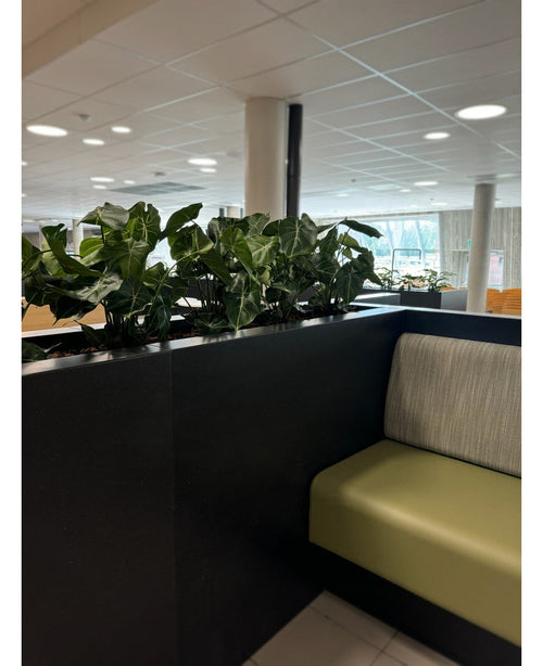 Ein moderner Sitzbereich im Innenbereich verfügt über ein grünes Sofa mit Kissen, das durch eine schwarze Platte mit der Kunstpflanze Syngonium UV 58 cm darauf geteilt ist. Große Fenster und Deckenleuchten füllen den Raum mit Licht und schaffen eine offene, grüne Oase.
