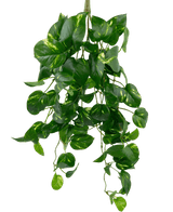 Die künstliche hängende Goldrebe 60 cm UV ist eine künstliche hängende Pothos-Pflanze mit herzförmigen grünen Blättern und gelben Obertönen, die vor einem schlichten weißen Hintergrund herabhängt.