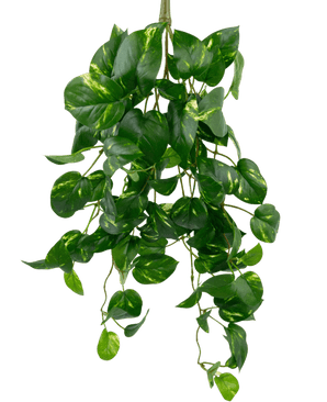 Die künstliche hängende Goldrebe 60 cm UV ist eine künstliche hängende Pothos-Pflanze mit herzförmigen grünen Blättern und gelben Obertönen, die vor einem schlichten weißen Hintergrund herabhängt.