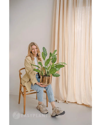 Eine lächelnde Frau sitzt auf einem Holzstuhl mit der Kunstpflanze Calathea Makoyana 60 cm in einem Designtopf. Sie trägt einen beigen Blazer, helle Jeans und Turnschuhe. Lichtvorhänge im Hintergrund verstärken das minimalistische und helle Erscheinungsbild des Raumes.