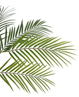 Nahaufnahme der künstlichen Palme Chamaedorea 83 cm mit grünen, schlanken Blättern vor weißem Hintergrund, die für einen natürlichen und tropischen Look sorgen.
