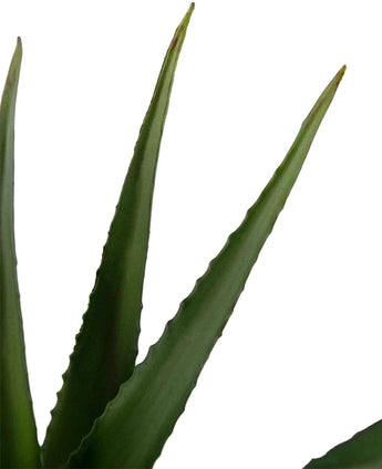 Nahaufnahme einer künstlichen Aloe-Vera-Pflanze 45 cm mit drei spitzen, grünen Blättern mit gezackten Rändern und glatter Oberfläche vor weißem Hintergrund.