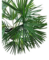 Die Kunstpflanze Babypalme Fächer im Topf UV 50 cm hat große, fächerförmige grüne Blätter mit langen, spitzen Segmenten – ideal, um Innenräumen mit dekorativen Töpfen einen üppigen tropischen Touch zu verleihen.