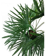Draufsicht auf die Kunstpflanze Babypalme Fächer im Topf UV 50 cm, mit sattgrünen, fächerförmigen Blättern, die aus stilvollen Dekotöpfen vor weißem Hintergrund strahlen.