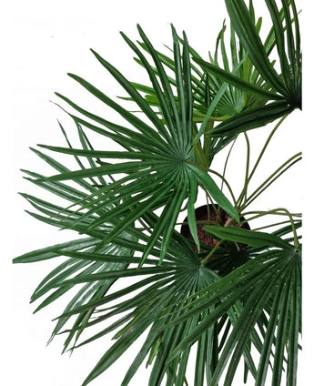 Draufsicht auf die Kunstpflanze Babypalme Fächer im Topf UV 50 cm, mit sattgrünen, fächerförmigen Blättern, die aus stilvollen Dekotöpfen vor weißem Hintergrund strahlen.