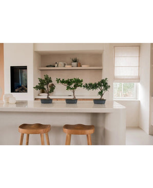 Drei künstliche Bonsai-Ficuses von 40 cm in rechteckigen Töpfen stehen auf einer weißen Kücheninsel mit zwei Holzhockern. Regale mit Tellern und Pflanzen, ein Fenster und sanfte Beleuchtung runden die minimalistische Einrichtung ab.