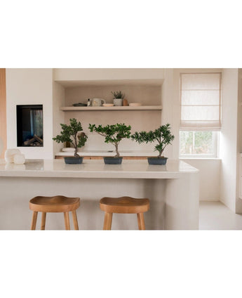 Drei künstliche Bonsai-Ficuses von 40 cm in rechteckigen Töpfen stehen auf einer weißen Kücheninsel mit zwei Holzhockern. Regale mit Tellern und Pflanzen, ein Fenster und sanfte Beleuchtung runden die minimalistische Einrichtung ab.