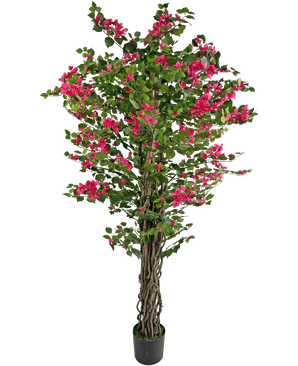 Die künstliche Bougainvillea 180 cm ist eine hohe Kunstpflanze mit gedrehten braunen Stielen, leuchtend grünen Blättern und leuchtend rosa Blütensträußen in einem Topf.