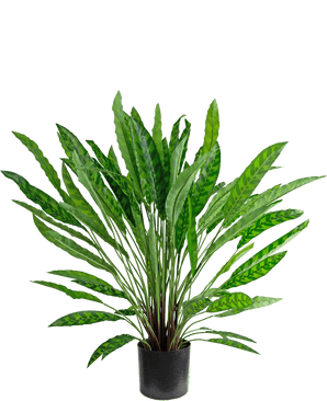 Künstliche Pflanze Calathea 85 cm – eine üppig grüne Zimmerpflanze im Topf mit langen, schlanken aufrechten Blättern in einem schwarzen Topf, isoliert auf Weiß.