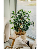 Die Kunstpflanze Camellia japonica 100 cm, mit dunkelgrünen Blättern und weißen Blüten, steht an einem großen Fenster neben einem Stuhl mit Kissen und beigen Polstern.