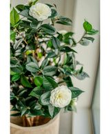 Die Kunstpflanze Camellia japonica 100 cm hat glänzend grüne Blätter und zwei weiße Kunstblumen, die für einen eleganten Hauch japanischer Rose sorgen, wenn Sie sie drinnen in der Nähe des Fensters platzieren.