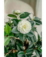 Eine Nahaufnahme der Kunstpflanze Camellia japonica 100 cm zeigt die geschichteten weißen Blütenblätter und dunkelgrünen Blätter, mit einer weiteren weißen Blume, die sanft im Hintergrund verblasst.