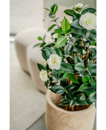 Die künstliche Pflanze Camellia japonica (100 cm) mit glänzend grünen Blättern und weißen Blüten wird im Innenbereich neben einem hellen Stuhl und einem strukturierten Teppich platziert.