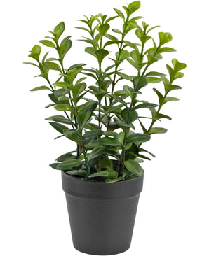 Die künstliche Pflanze Chlorophytum 28 cm verfügt über mehrere aufrechte grüne Stängel mit glänzenden, ovalen Blättern in einem schlichten schwarzen Kunststofftopf, perfekt, um jeden Raum aufzuhellen.