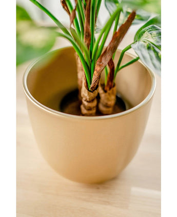 Nahaufnahme der künstlichen Pflanze Dieffenbachia 40 cm mit grünen Blättern und einigen braunen Rändern, ausgestellt in hellbraunen Ziertöpfen auf einer Holzoberfläche.