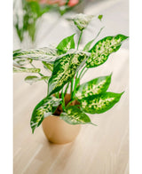 Die Kunstpflanze Dieffenbachia 40 cm mit großen grünen Blättern, die in Gelb und Hellgrün gesprenkelt sind, steht in stilvollen Dekotöpfen auf einer hellen Holzoberfläche vor einem sanft verschwommenen Hintergrund.