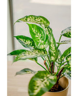 Eine Nahaufnahme der Kunstpflanze Dieffenbachia 40 cm, mit großen grünen Blättern mit hellgelben und weißen Sorten in dekorativen Töpfen, ausgestellt auf einer hellen Oberfläche in der Nähe eines Fensters.