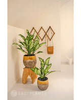 Eine künstliche Dieffenbachia-Pflanze 40 cm verleiht einem minimalistischen, hellen Raum frisches Grün. Abgebildet in einem rustikalen Topf auf einem Hocker, mit Wandhaken in der Nähe für eine Tasche und eine weiße Gießkanne.